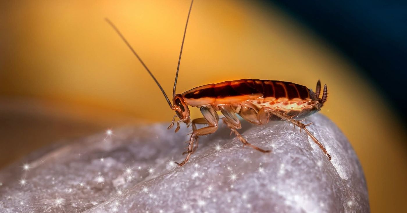 Residential pest control service