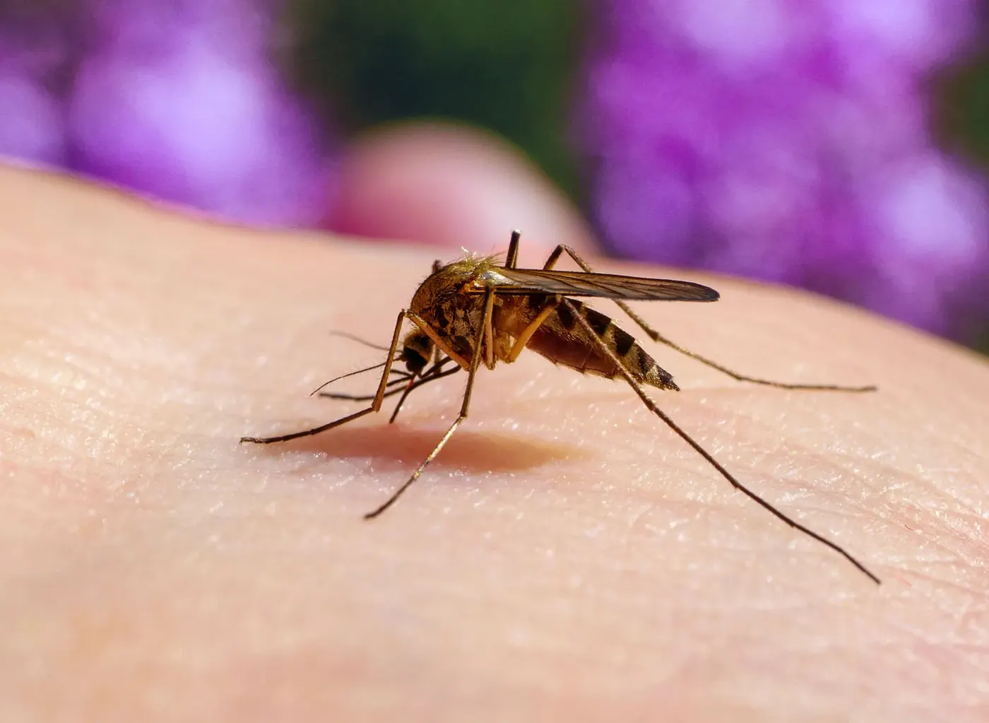 Mosquito & Fly Fogging