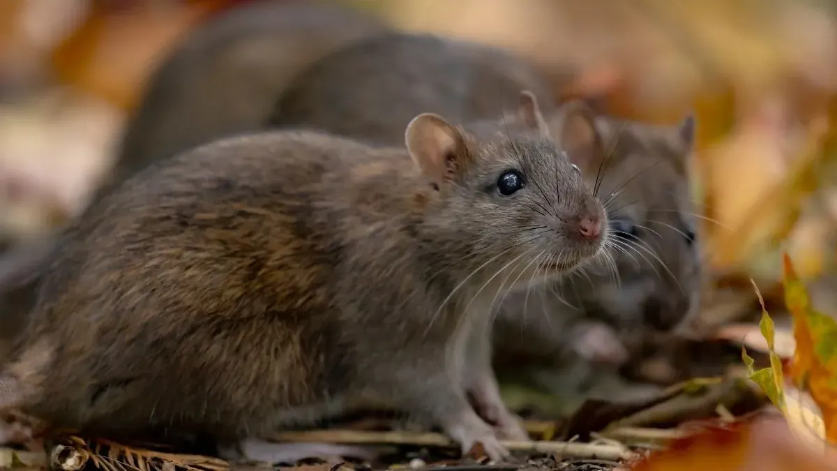 Rodent Control