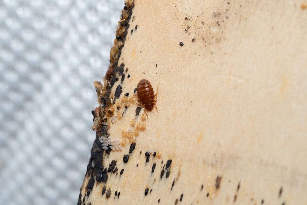Professional pest inspection