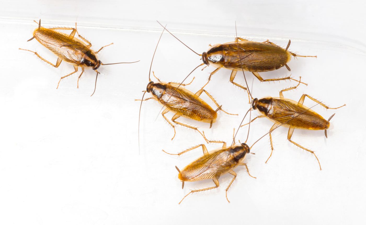 Cockroach Control